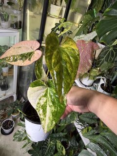 (Category: ) located in . Submitted by planteric (Listing ID 1439783290, Image 1). Description: .