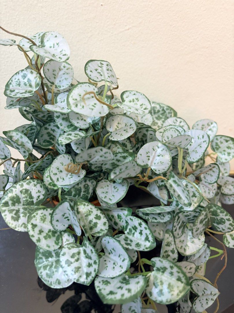 Artificial vine plant (Category: Plants & Seeds) located in Mandaluyong City. Submitted by home_box.ae (Listing ID 1439731536, Image 3). Description: .