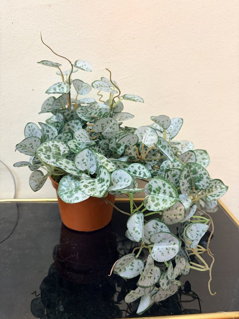 Artificial vine plant (Category: Plants & Seeds) located in Mandaluyong City. Submitted by home_box.ae (Listing ID 1439731536, Image 2). Description: .