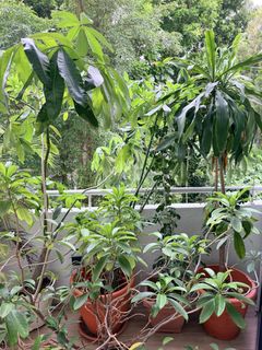 (Category: ) located in . Submitted by hejdu (Listing ID 1439627249, Image 1). Description: .
