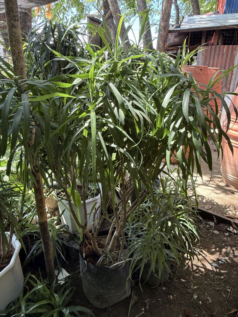 Dracaena plant 4ft (malago at makapal) (Category: Plants & Seeds) located in Paranaque City. Submitted by plants_sale (Listing ID 1439655921, Image 2). Description: .