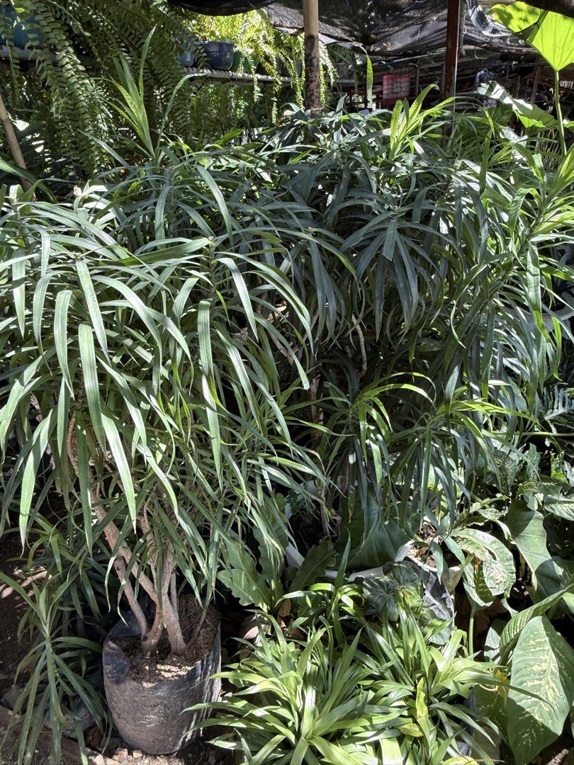 Dracaena plant 4ft (malago at makapal) (Category: Plants & Seeds) located in Paranaque City. Submitted by plants_sale (Listing ID 1439655921, Image 1). Description: .
