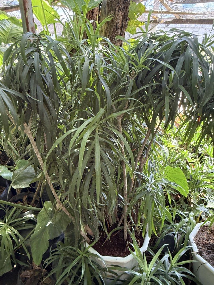 Dracaena plant 4ft (malago at makapal) (Category: Plants & Seeds) located in Paranaque City. Submitted by plants_sale (Listing ID 1439655921, Image 3). Description: .