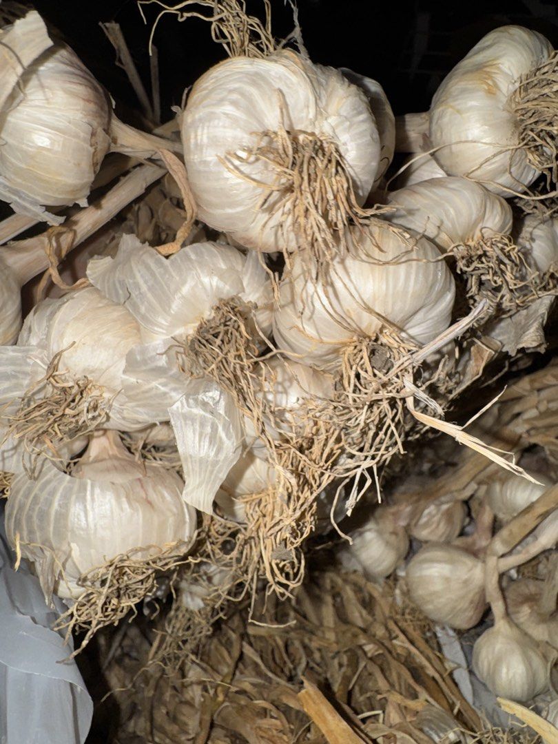 Fresh Garlic Bulbs (Category: Spice & Seasoning) located in Quezon City. Submitted by mery_a (Listing ID 1439678082, Image 1). Description: Bawang from Ilocos Norte - Freshly harvested native bawang (garlic) - Ready for cooking - White bulbs with dried stems - Tied together for convenience - Adds great flavor to your dishes, aromatic.