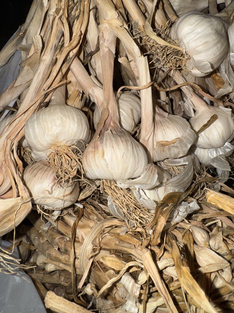Fresh Garlic Bulbs (Category: Spice & Seasoning) located in Quezon City. Submitted by mery_a (Listing ID 1439678082, Image 2). Description: Bawang from Ilocos Norte - Freshly harvested native bawang (garlic) - Ready for cooking - White bulbs with dried stems - Tied together for convenience - Adds great flavor to your dishes, aromatic.