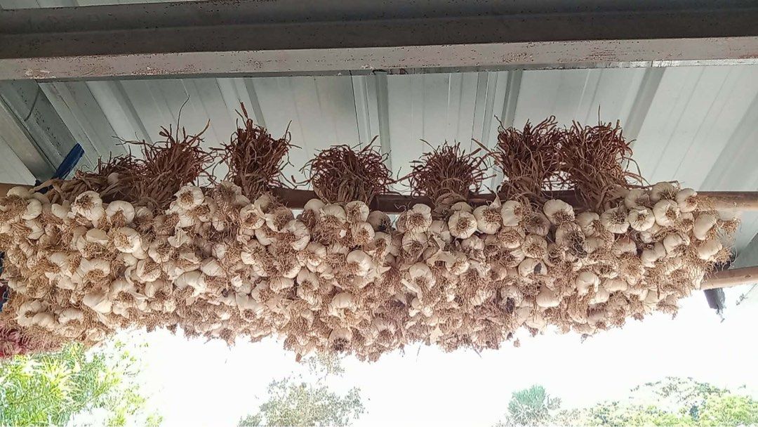 Fresh Garlic Bulbs (Category: Spice & Seasoning) located in Quezon City. Submitted by mery_a (Listing ID 1439678082, Image 3). Description: Bawang from Ilocos Norte - Freshly harvested native bawang (garlic) - Ready for cooking - White bulbs with dried stems - Tied together for convenience - Adds great flavor to your dishes, aromatic.
