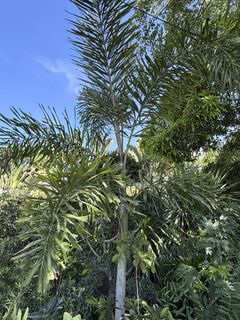 (Category: ) located in . Submitted by plants_sale (Listing ID 1439658141, Image 1). Description: .