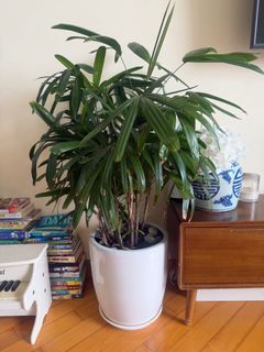 （分類：）位於 。 由 venato 提交（商品編號 1439610451，圖片 1）。簡介： 。