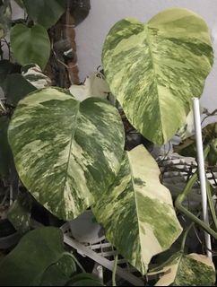 (Category: ) located in . Submitted by PlantsRanger (Listing ID 1439772412, Image 1). Description: .