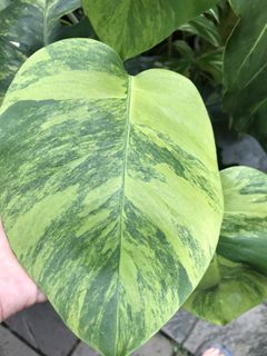 (Category: ) located in . Submitted by PlantsRanger (Listing ID 1439772719, Image 1). Description: .