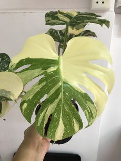 (Category: ) located in . Submitted by PlantsRanger (Listing ID 1439690193, Image 1). Description: .