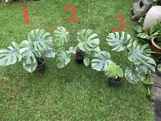 (Category: ) located in . Submitted by PlantsRanger (Listing ID 1439771891, Image 1). Description: .