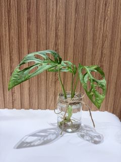 (Category: ) located in . Submitted by chikuplants (Listing ID 1439763044, Image 1). Description: .
