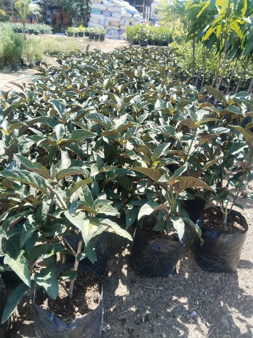 Morado Bagawak yellowbell Rangoon creeper adelfa (Category: Plants & Seeds) located in Quezon City. Submitted by amazingmaria3680 (Listing ID 1439745160, Image 1). Description: .