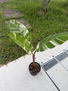 (Category: ) located in . Submitted by dontleafme (Listing ID 1439646498, Image 1). Description: .