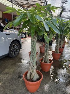 (Category: ) located in . Submitted by addicted2plants (Listing ID 1439613936, Image 1). Description: .