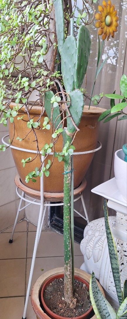 Plants463008905288765440