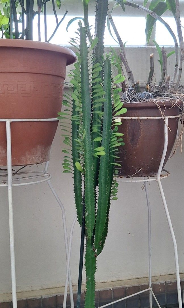 Plants463008905288765441