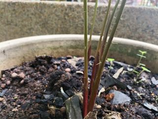(Category: ) located in . Submitted by plant-cartel-boss (Listing ID 1439648918, Image 1). Description: .