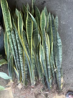 (Category: ) located in . Submitted by plants_sale (Listing ID 1439655409, Image 1). Description: .