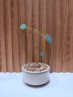 (Category: ) located in . Submitted by chikuplants (Listing ID 1439762654, Image 1). Description: .