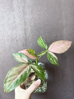 (Category: ) located in . Submitted by tropicalleaf (Listing ID 1439618178, Image 1). Description: .