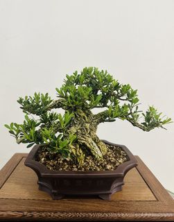(Category: ) located in . Submitted by victorbonsai (Listing ID 1439649713, Image 1). Description: .