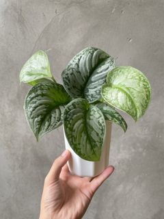 （分類：）位於 。 由 greennook 提交（商品編號 1439829312，圖片 1）。簡介： 。
