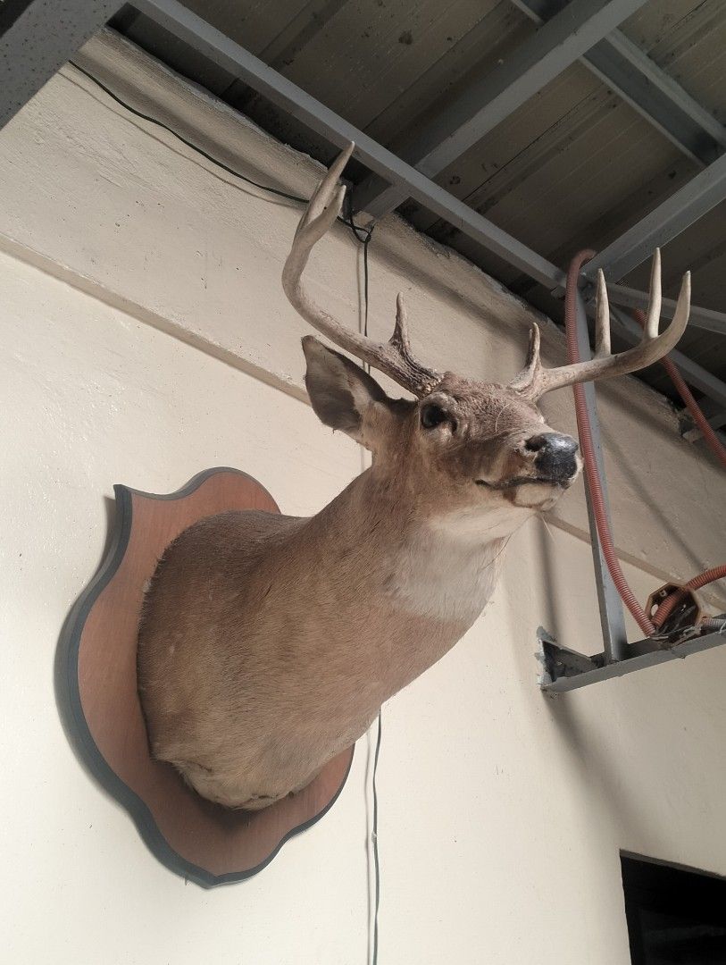 American Deer Head Wall Mount for Home Decor (Category: Wall Decor) located in Indang. Submitted by neb.thingz (Listing ID 1439899934, Image 2). Description: - Rustic taxidermy deer head - Mounted on a wooden plaque - Features realistic details - Showcases majestic antlers - Unique statement piece for nature enthusiasts' homes, cafes, restaurant or cabins ✔️ Original Price🏷️: 50k.