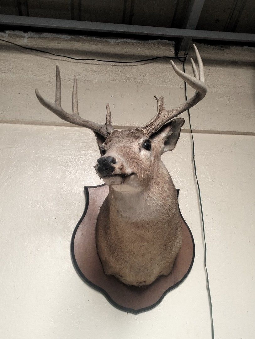 American Deer Head Wall Mount for Home Decor (Category: Wall Decor) located in Indang. Submitted by neb.thingz (Listing ID 1439899934, Image 1). Description: - Rustic taxidermy deer head - Mounted on a wooden plaque - Features realistic details - Showcases majestic antlers - Unique statement piece for nature enthusiasts' homes, cafes, restaurant or cabins ✔️ Original Price🏷️: 50k.