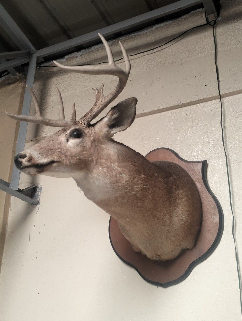 American Deer Head Wall Mount for Home Decor (Category: Wall Decor) located in Indang. Submitted by neb.thingz (Listing ID 1439899934, Image 3). Description: - Rustic taxidermy deer head - Mounted on a wooden plaque - Features realistic details - Showcases majestic antlers - Unique statement piece for nature enthusiasts' homes, cafes, restaurant or cabins ✔️ Original Price🏷️: 50k.