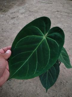 Anthurium Andean Moon, Furniture & Home Living, Gardening, Plants & Seeds  on Carousell