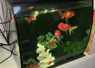 （分類：）位於 。 由 micida 提交（商品編號 1439960176，圖片 1）。簡介： 。