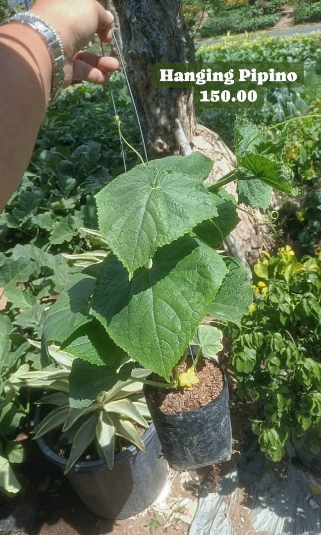 Hanging Pipino with flower (Category: Plants & Seeds) located in Paranaque City. Submitted by mherz_ariel (Listing ID 1439944414, Image 1). Description: .
