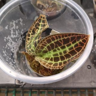 Miniature Orchids Collection item 3