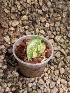 (Category: ) located in . Submitted by seletar_plants (Listing ID 1439925428, Image 1). Description: .