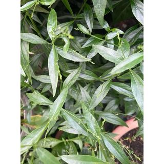 (Category: ) located in . Submitted by Plantinstyle (Listing ID 1439856744, Image 1). Description: .