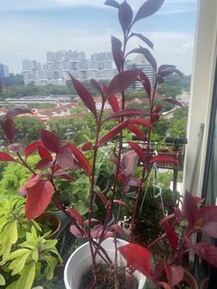 (Category: ) located in . Submitted by Plantinstyle (Listing ID 1439857710, Image 1). Description: .