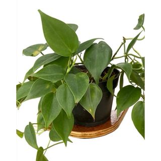 (Category: ) located in . Submitted by Plantinstyle (Listing ID 1439859303, Image 1). Description: .