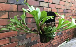 (Category: ) located in . Submitted by PlantsRanger (Listing ID 1439815702, Image 1). Description: .