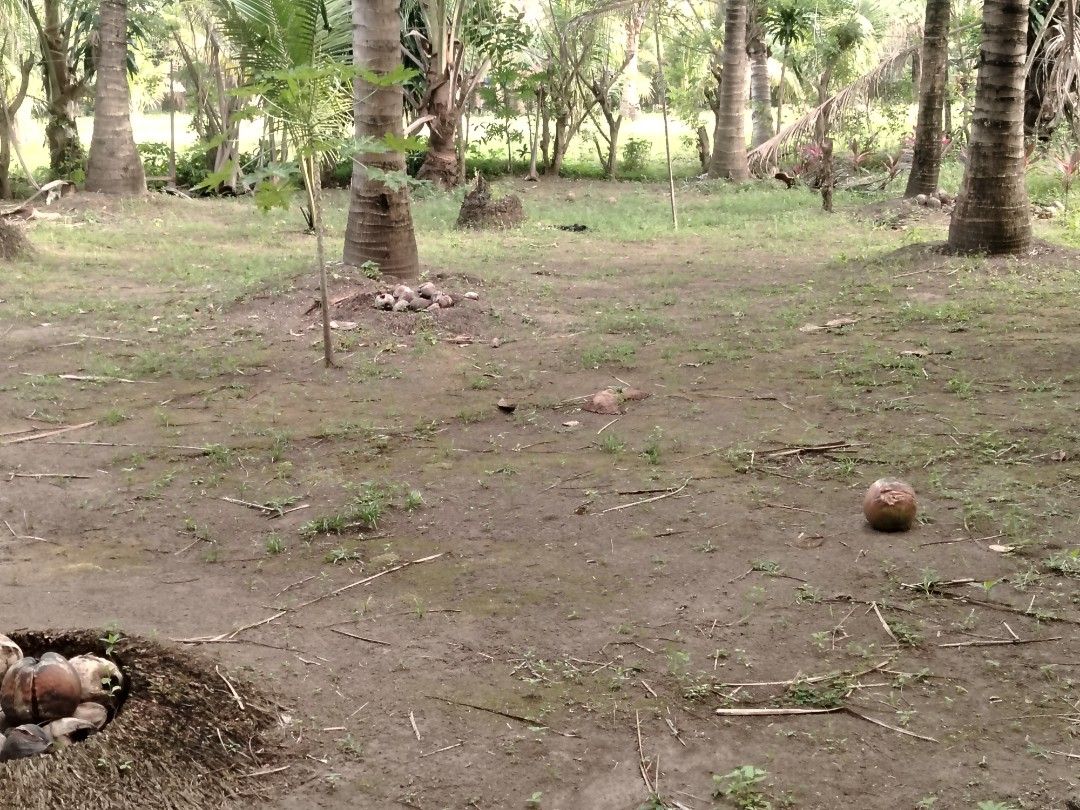500 sqm lot sale (Category: Lot) located in Sariaya. Submitted by cuucuu (Listing ID 1440116536, Image 3). Description: FOR SALE: 500 SQM LOT 🏡 Kung naghahanap ka ng lupa na pwede mong simulan ngayon at palawakin sa future, baka ito na yun. 500 sqm na space — sapat para sa bahay, garden, o maliit na project. Ang maganda pa, pwede pa itong i-expand hanggang 1,000 sqm kung gusto mong mas palakihin ang plano mo balang araw. Tahimik na lugar, magand
