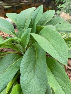 (Category: ) located in . Submitted by gardening_ideas (Listing ID 1440141593, Image 1). Description: .
