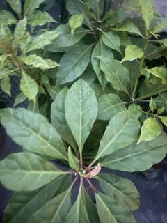 (Category: ) located in . Submitted by Plantinstyle (Listing ID 1440068937, Image 1). Description: .