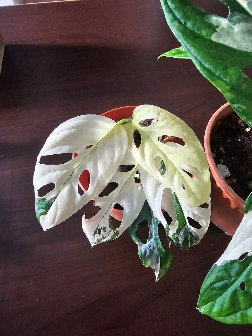 philodendron hanging Philodendron Brasil In a Hanging Basket – ShopTropicals main image 0