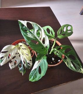 (Category: ) located in . Submitted by happygrowing (Listing ID 1440127483, Image 1). Description: .