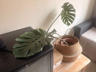(Category: ) located in . Submitted by fisherlim (Listing ID 1440057018, Image 1). Description: .