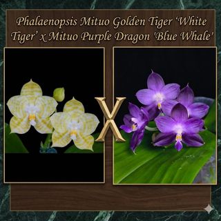 Novelty Phalaenopsis and Phalaenopsis species 收藏品 2