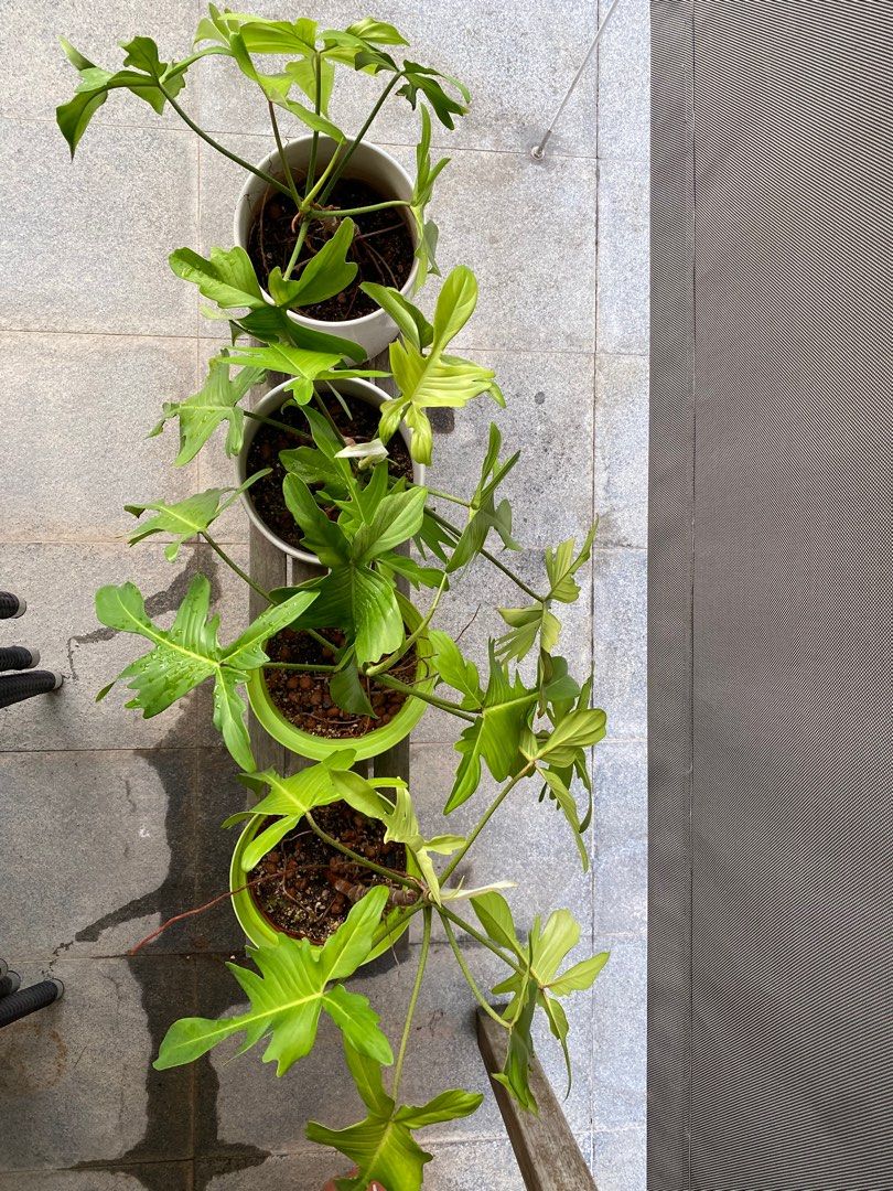 Philodendron Florida Ghost (Category: Plants & Seeds) located in Singapore. Submitted by holidayseller (Listing ID 1440102517, Image 1). Description: 4 pots for sale. Feel free to choose the pot you like! Strong stem and roots, very healthy. $15 per pot..