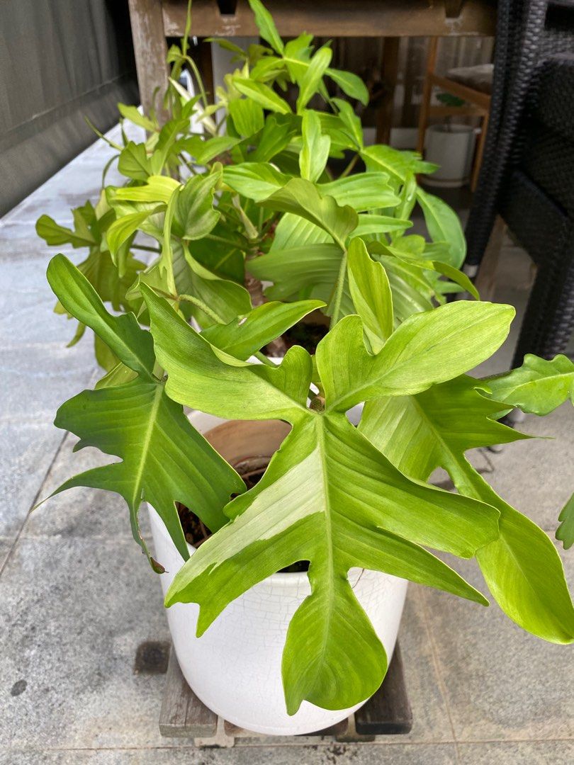 Philodendron Florida Ghost (Category: Plants & Seeds) located in Singapore. Submitted by holidayseller (Listing ID 1440102517, Image 2). Description: 4 pots for sale. Feel free to choose the pot you like! Strong stem and roots, very healthy. $15 per pot..