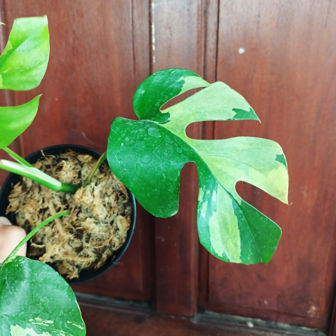 Variegated Monstera Tetrasperma White Monster (Category: Plants & Seeds) located in Makati City. Submitted by crstnemrise (Listing ID 1440016148, Image 3). Description: .
